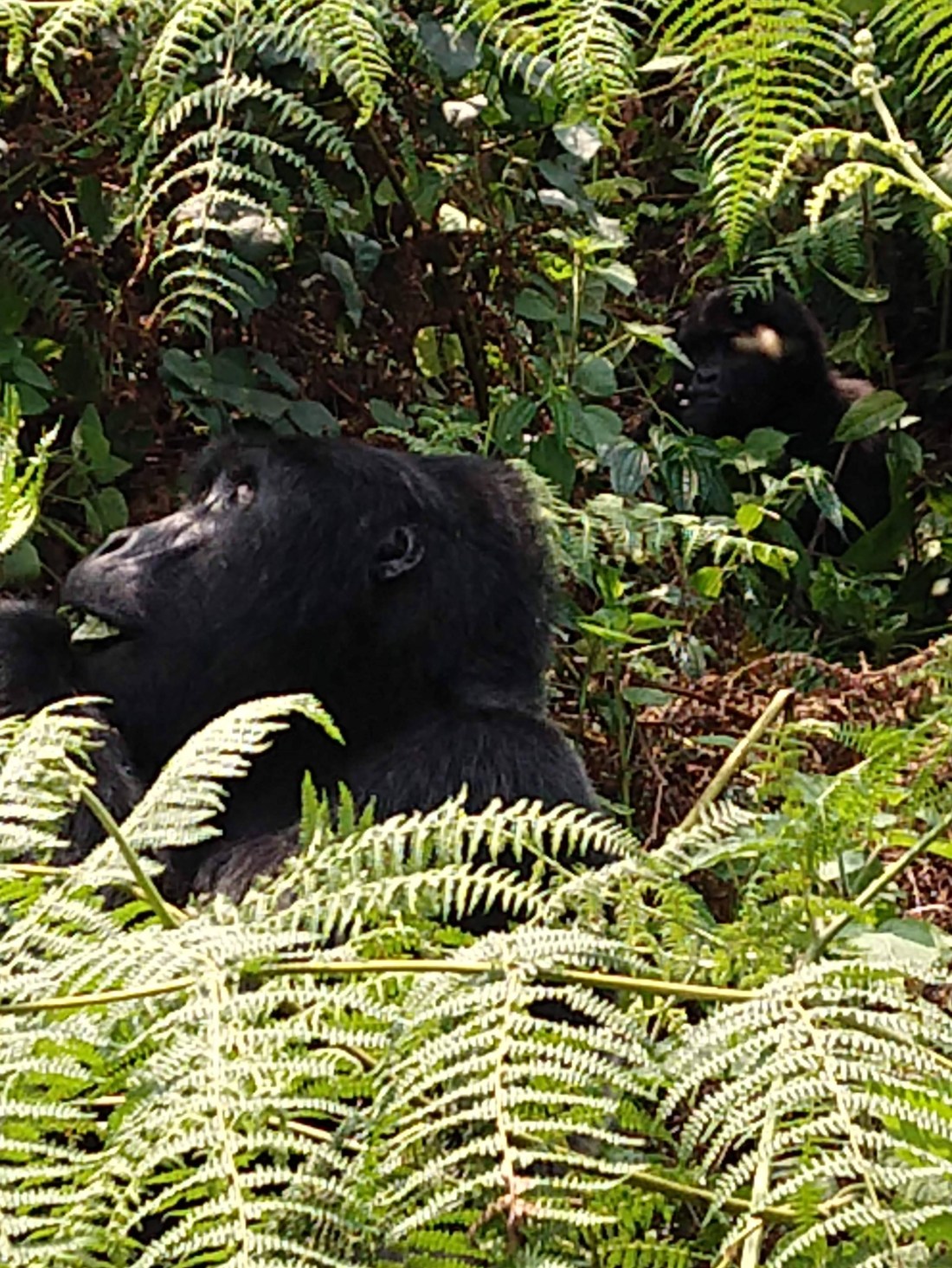 IMG_20190728_124708242